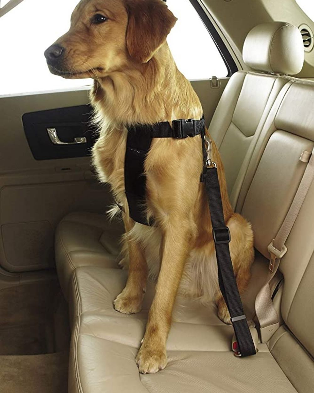 LAOPAW DOG SAFETY BELT